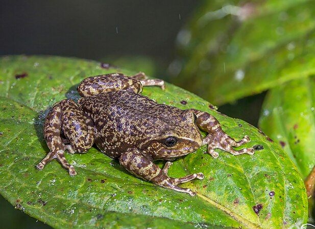 Pristimantis elegans, a frog native to the Andes