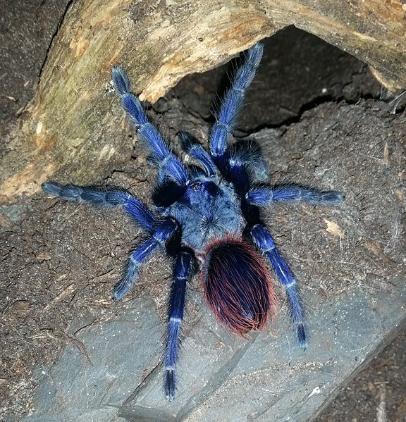 File:Pterinopelma sazimai.jpg