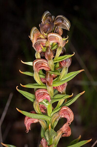 File:Pterostylis atrosanguinea.jpg