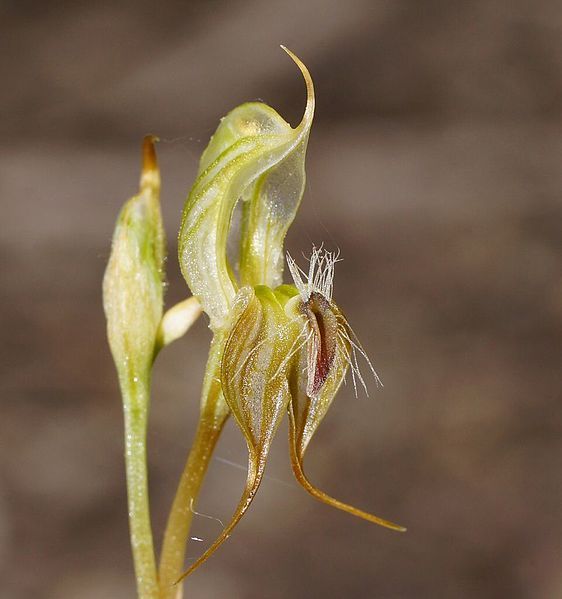 File:Pterostylis setifera.jpg