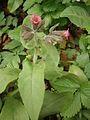 Pulmonaria rubra