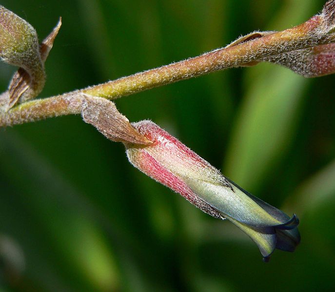 File:Puya laxa 3.jpg