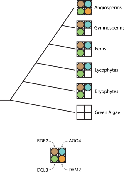 File:RdDM phylogenetic.png