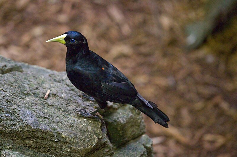 File:Red-rumped Cacique.jpg