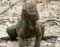 Male Rhinoceros Iguana in Pedernales Province, Dominican Republic.