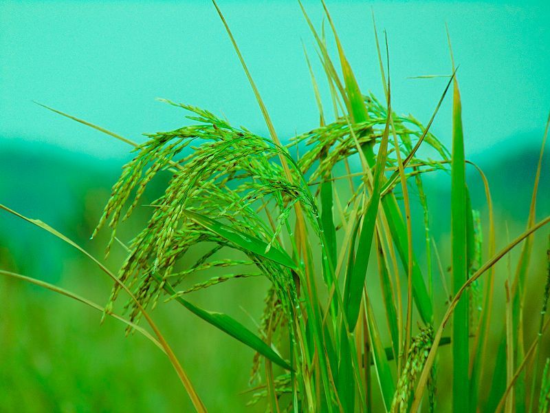 File:Rice Crops.jpg