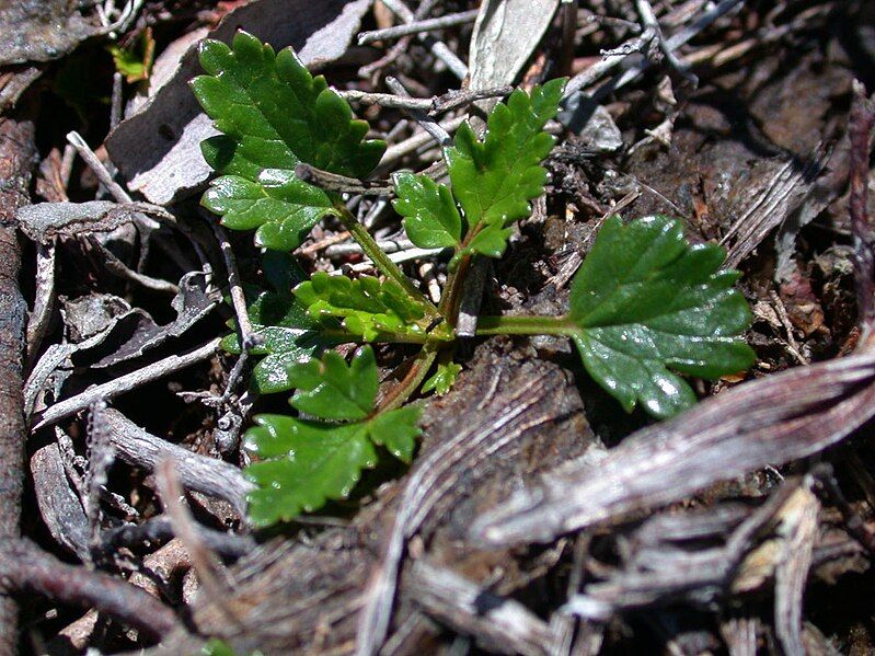 File:Rubus gunnianus.jpg