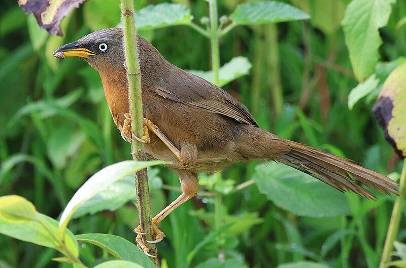 File:Rufous Babbler Sandeep.jpg