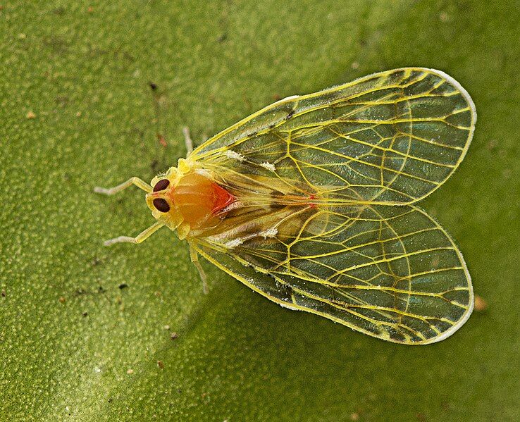 File:Saccharodite chrysonoe-iNaturalist.jpg