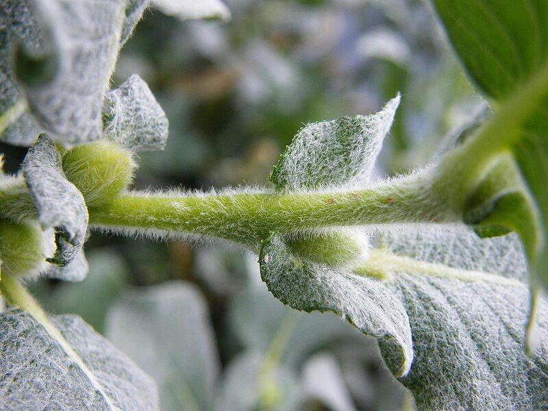 File:Salix lanata petiole.JPG