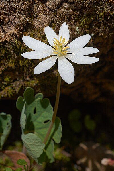 File:Sanguinaria canadensis Arkansas.jpg