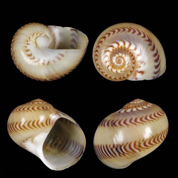 File:Shell Tanea hollmanni.jpg