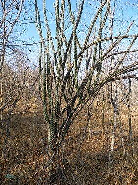 Stenocereus alamosensis growing in habitat in Guamuchil, Sinaloa