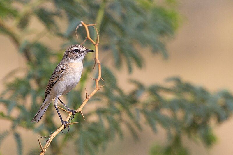 File:Stolickza's Bushchat.jpg