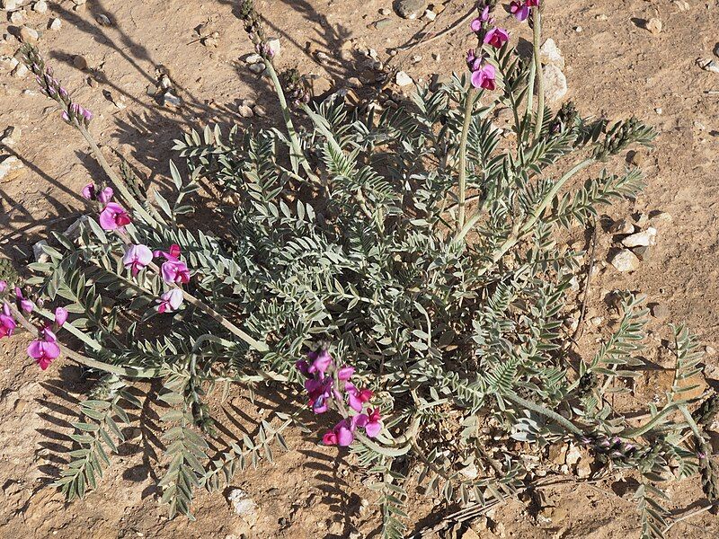 File:Swainsona tephrotricha habit.jpg