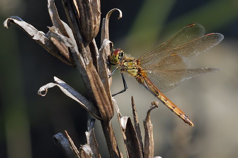 File:Sympetrum depressiusculum female-1.jpg