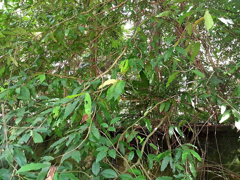 File:Syzygium-puberulum-SF23338-13.jpg