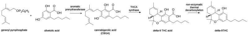 File:THC biosynthesis labeled.svg