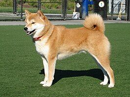 A Shiba Inu