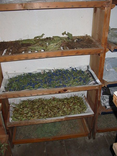 File:Tibet-drying-medicinal-plant.JPG