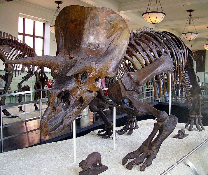 File:Triceratops AMNH 01.jpg