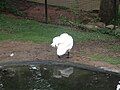 Tundra Swan