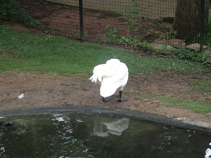 File:TundraSwanpreening.JPG