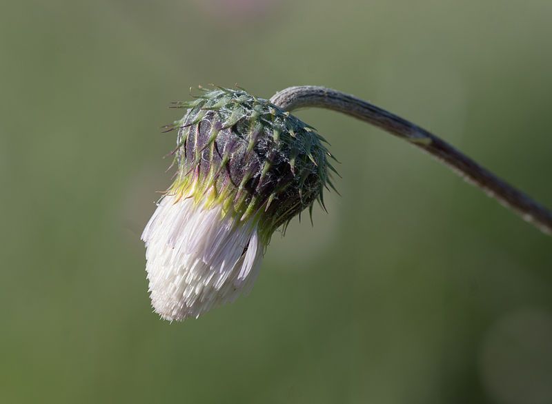 File:Tyrimnus leucographus.jpg