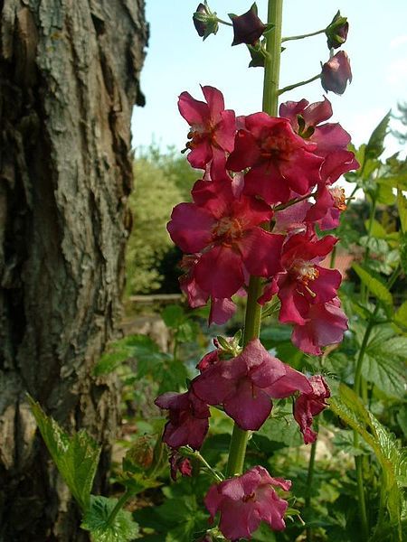 File:Verbascum phoeniceum2.jpg