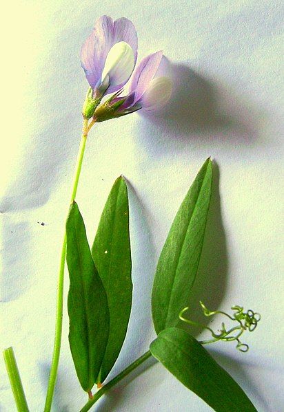 File:Vicia bithynica2013.JPG