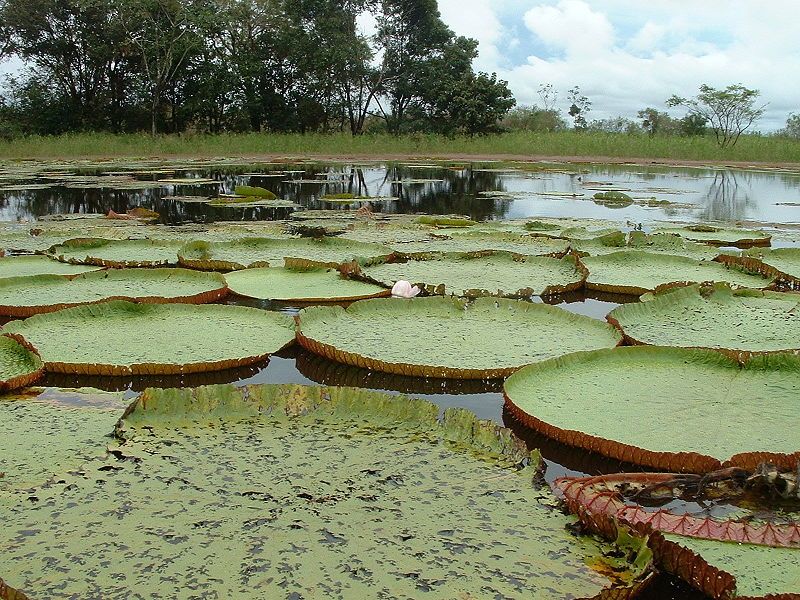 File:Vitoria regia.jpg