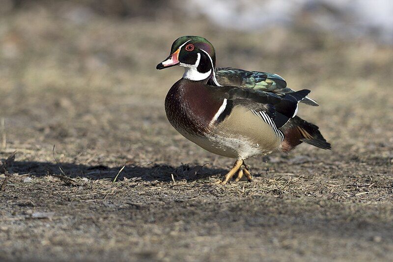 File:Walking wood duck.jpg