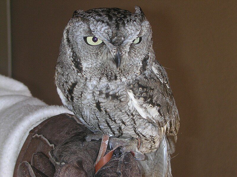 File:Westernscreechowl.JPG