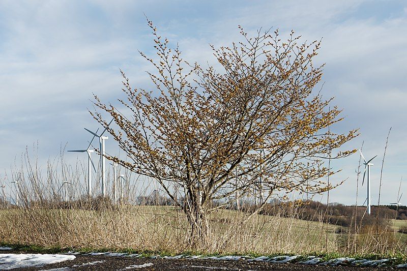 File:Witch-hazel.jpg