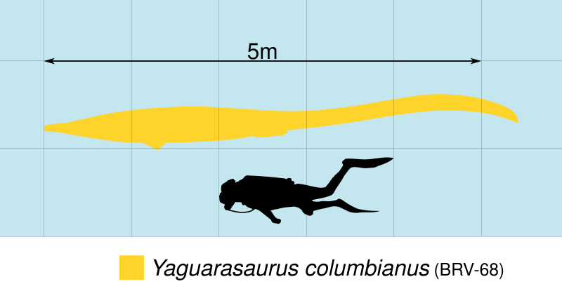 File:Yaguarasaurus Scale.svg