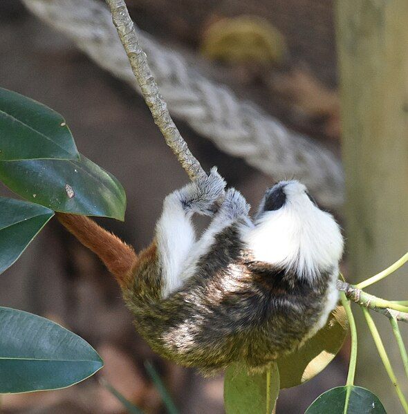 File:(1)Cotton top tamarin.jpg