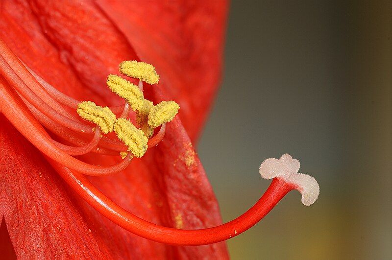 File:2012-04-03 16-39-58-amaryllis-sp.jpg