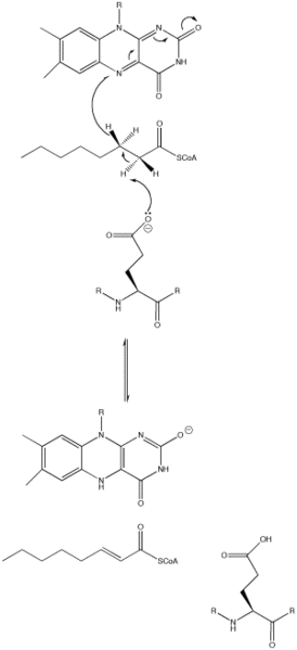 File:AcylCoAdehydrogenase.png