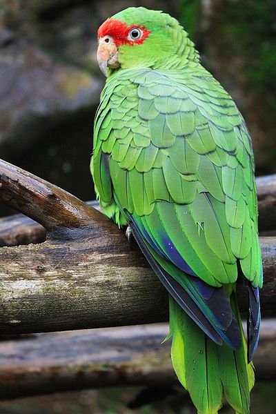 File:Amazona pretrei -Brazil-8.jpg