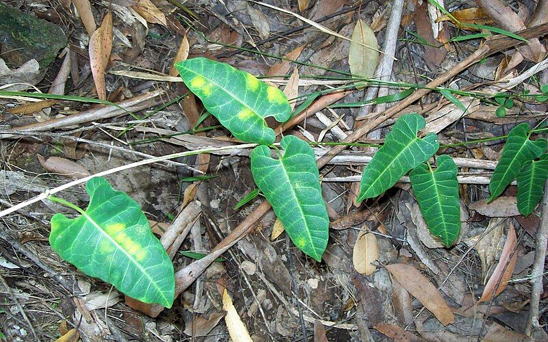 File:Apocynaceae vine Kerewong.jpg