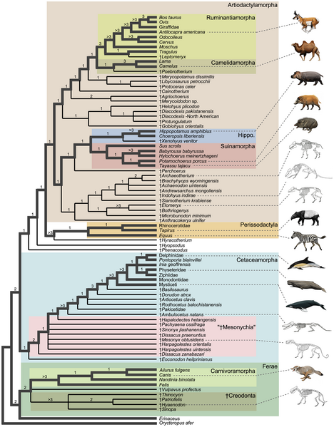 File:Artiodactylamorpha.png