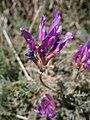 Astragalus purpureus