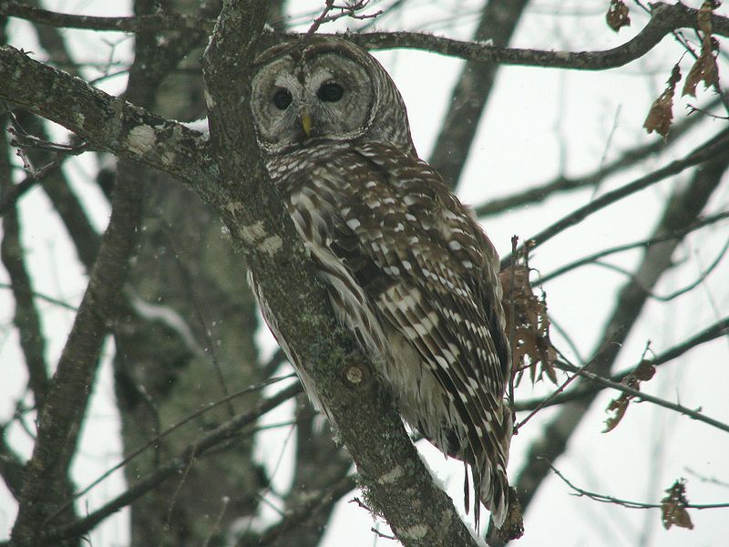 File:BarredOwl.jpg