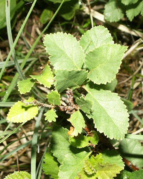 File:Betula humilis.jpg