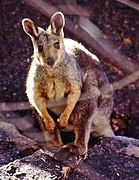 Brown wallaby