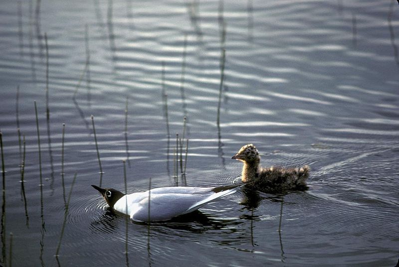 File:BonaparteGull.jpg