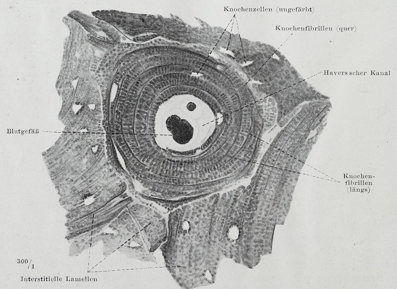 File:Braus 1921 26.png