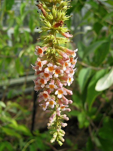 File:Buddleja macrostachya panicle.jpg