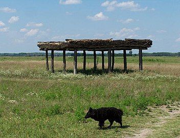 Bugac puszta, Hungary, with animal shelter and mudi