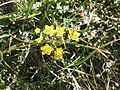 Bupleurum ranunculoides close-up